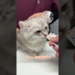 チュールが大好きなスコティッシュフォールド