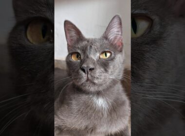 POV: Your Cat Is Secretly Judging You