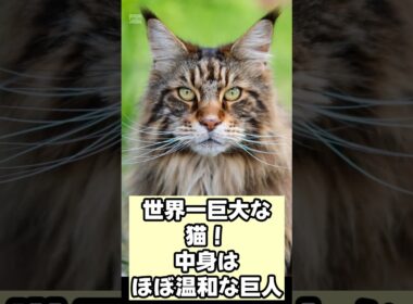 【癒やし】メインクーンをお迎えすると毎日こうなります… #shorts #猫 #メインクーン