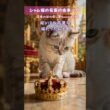 【実は元〇〇】シャム猫の名前の由来がヤバすぎる…！どおりで我が家の猫が王様（女王様）なわけだ。みんなの愛猫はお家で一番偉い？それとも下僕？笑  #猫のいる暮らし #猫のトリビア #猫のいる生活
