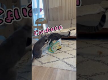 ニャン斗の拳47 ～遊ばない兄猫に圧をかけたら説教された弟猫～ #shorts #猫 #アビシニアン