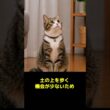 ネコの肉球はなぜ汚れにくい？実は毎日お手入れしていた
