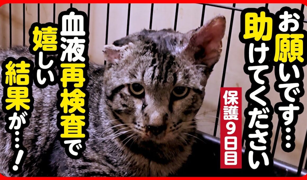【緊急保護】助けを求め現れた猫 血液検査で嬉しい結果が…！