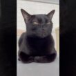 うとうと黒猫ボンベイ　#cat #ねこ #ねこのいる生活 #ねこのいる暮らし #ねこ動画 #猫 #猫好きさんと繋がりたい #かわいい #癒やし #甘えん坊