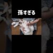 おばあちゃんと孫🧓🏻👶🏻 #shorts #猫 #子猫 #ラグドール #甘えん坊猫 #猫のいる暮らし