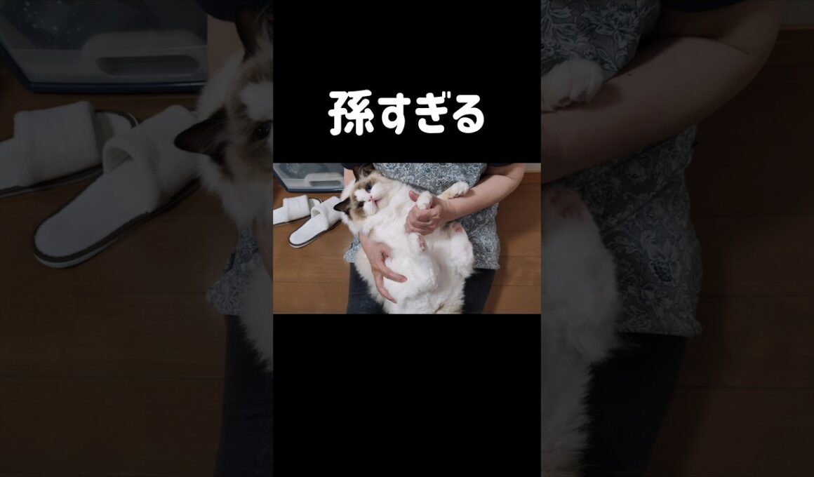 おばあちゃんと孫🧓🏻👶🏻 #shorts #猫 #子猫 #ラグドール #甘えん坊猫 #猫のいる暮らし