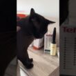 Why are you licking that? 😹🐾