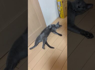 猫アレルギーと新しい仔猫の生活351日目『あおむけ！？』#shorts #ロシアンブルー #猫