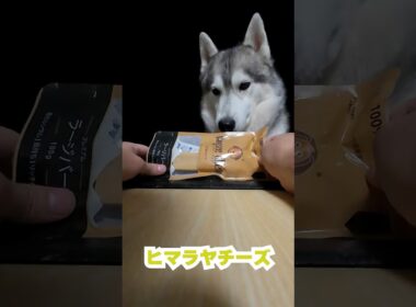 ヒマラヤチーズをレンチンしてみた！愛犬の安全なおやつ作り【ハスキー×ゴールデン】#shorts #short