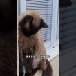 シャム猫は生まれた時は真っ白