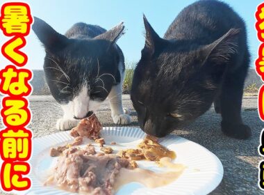 【猛暑日 酷暑】暑くなる前の早朝に猫たちにご飯をあげると・・・ さくらねこたちへのエサやり 支援者様 視聴者様 猫たちに神のご加護を！支援者様 視聴者様 猫たちに神のご加護を！野良猫の感動猫動画