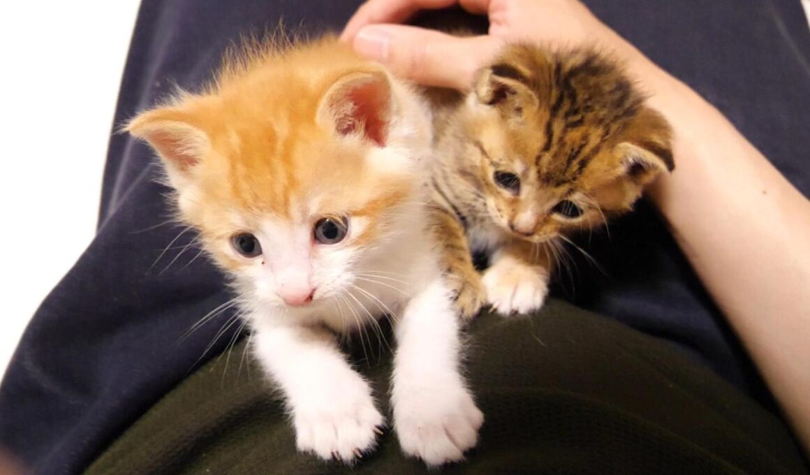 おじさんは爪研ぎじゃないんだよ？【赤ちゃん猫　子猫　保護猫】