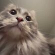 甘えん坊で癒しをくれる猫　ラガマフィン　サイベリアンAn affectionate cat that brings comfort. Ragamuffin. Siberian