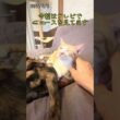 今朝も仲良くテレビ見てます #子ネコ #保護猫 #cat #ねこ #猫 #好きな子猫 #ネコ #子猫