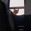 今日の一曲 #ゴールデンレトリバー #愛犬 #野良猫 #子猫 #shorts