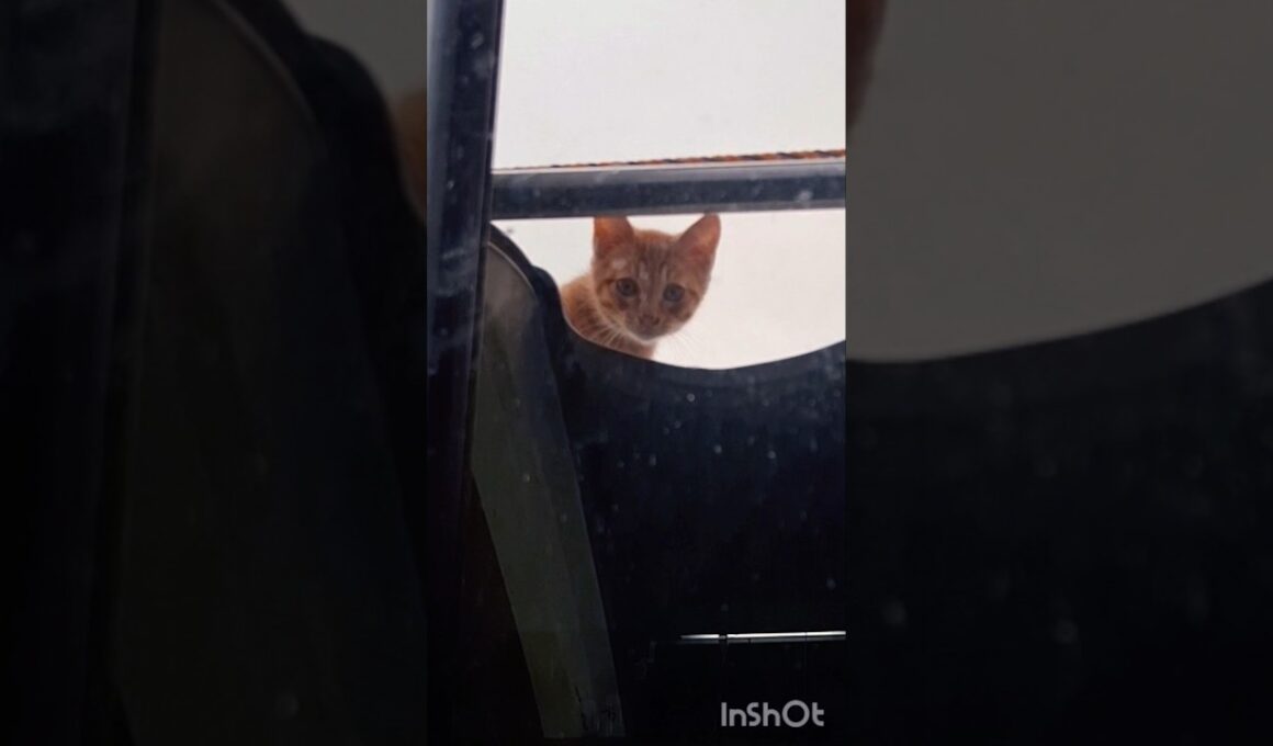 今日の一曲 #ゴールデンレトリバー #愛犬 #野良猫 #子猫 #shorts