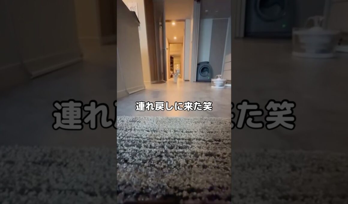 勝手に部屋に戻ったら連れ戻しに来たwww #猫 #ラグドール #shorts
