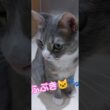 【8/1】② ブリティッシュショートヘアーのふぶき🐱🐾