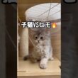 遊び疲れて子猫が寝てしまったので勝者はヒモでした🐱 #ミヌエット #cat #子ネコ #kitten #catshorts #子猫 #猫のいる暮らし #munchkinfold