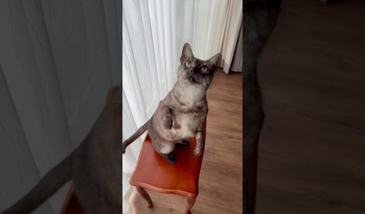 【あー痛い❗️思わず叫んだ😅】猫パンチギリギリのところで遊ぶのですが、反対の手でiPhone握って録っており注意力散漫、痛い目に🫩#egyptianmaucat #shorts #エジプシャンマウ