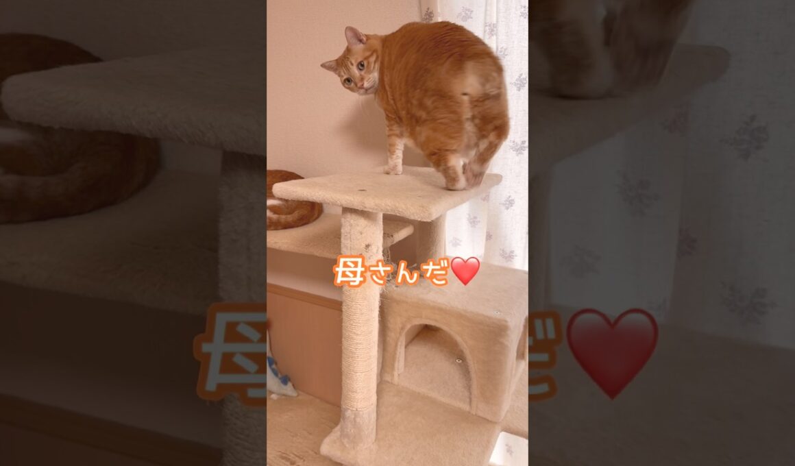 母が起こしに来てうれしい茶トラなつ #ボブテイル #大型猫 #ねこのいる生活