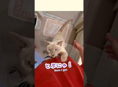 お風呂のパパと遊んでいたら…甘えん坊猫がこうなりました🥹💕