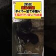 【緊迫】室温45度のボイラー室で、母猫が子猫を守り抜いた結果 #ねこ #保護猫 #子猫