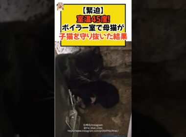 【緊迫】室温45度のボイラー室で、母猫が子猫を守り抜いた結果 #ねこ #保護猫 #子猫