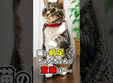 なぜ猫は前足でちょんちょんしてくるのか？7つの理由！ #猫雑学 #ねこたんの解説 #猫