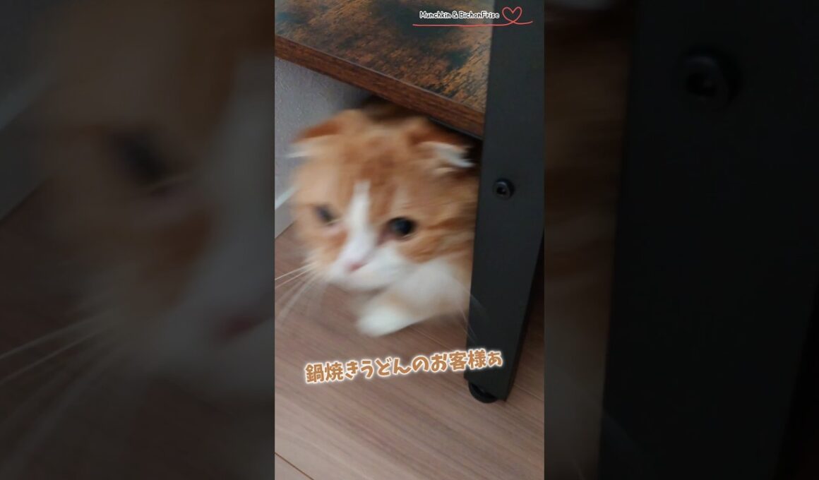 【マンチカン】鍋焼きうどんの順番が回ってきたらダッシュで取りに行く女王猫 【犬と猫、両方飼ってると毎日かわいい♥】