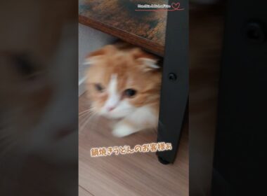 【マンチカン】鍋焼きうどんの順番が回ってきたらダッシュで取りに行く女王猫 【犬と猫、両方飼ってると毎日かわいい♥】