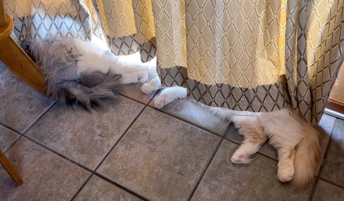 【カワイイ💗】変わったカーテンの使い方をする、もふ猫たちwwwノルウェージャンフォレストキャットとターキッシュアンゴラ