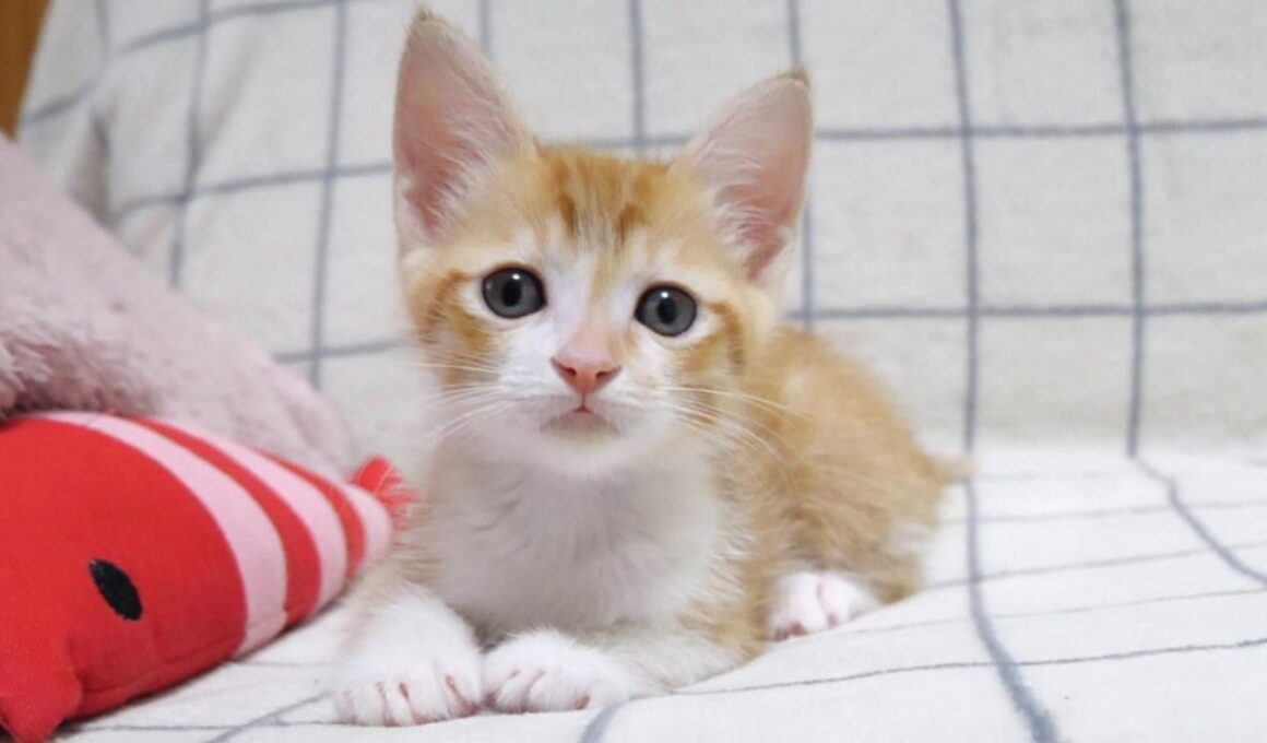 ナデナデしたらピタッと鳴き止む子猫さん【赤ちゃん猫　保護猫】