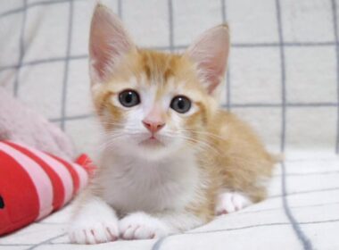 ナデナデしたらピタッと鳴き止む子猫さん【赤ちゃん猫　保護猫】