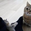 Cute mom cat who gets jealous of her kitten for being so affectionate with its owner…