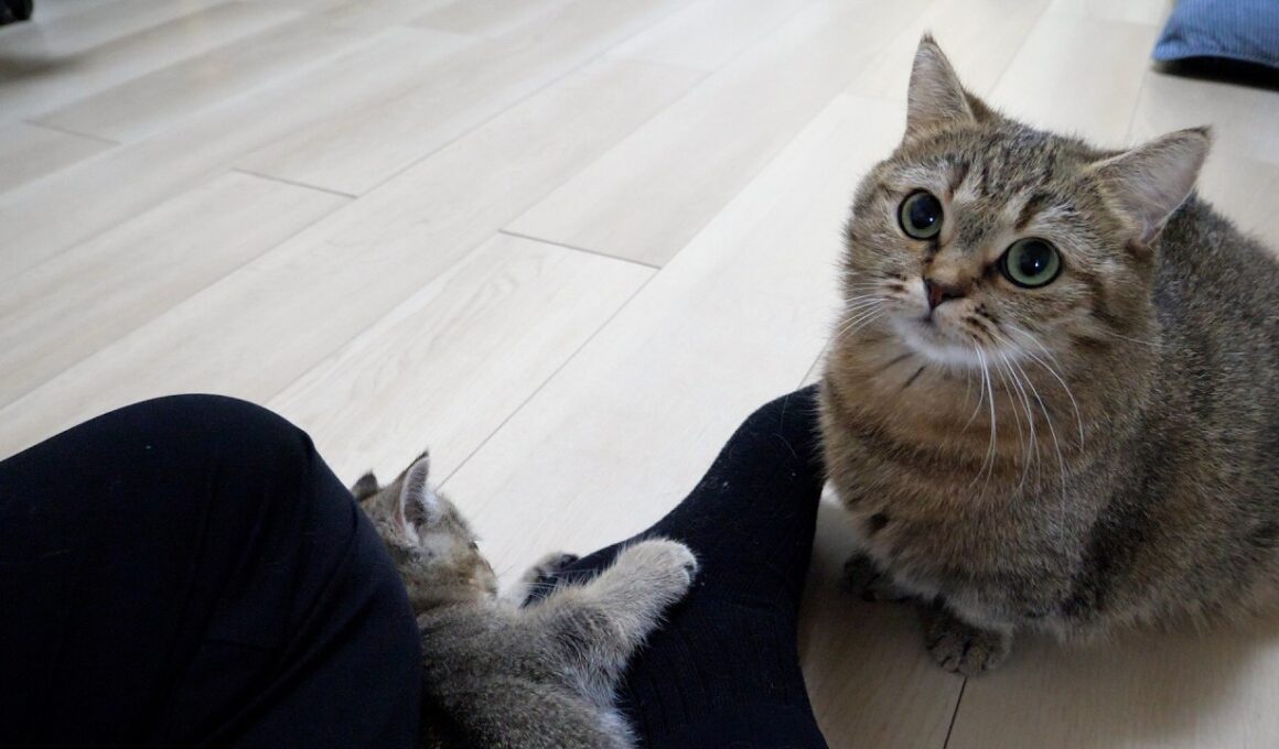 Cute mom cat who gets jealous of her kitten for being so affectionate with its owner…