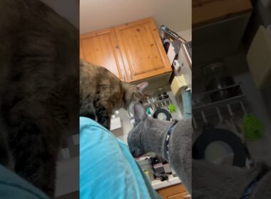 猫アレルギーと新しい仔猫の生活352日目『たまり場』#shorts #ロシアンブルー #猫