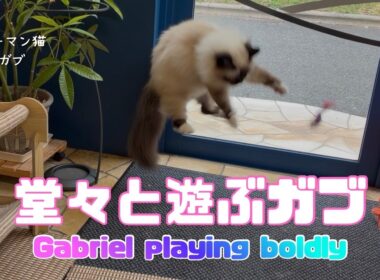 バーマン猫ガブとラフ【堂々と遊ぶガブ】Gabriel playing boldly（バーマン猫）Birman/Cat