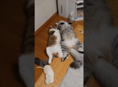 My cat chillin' with a photorealistic AI Maine Coon 🤯🐾🤖