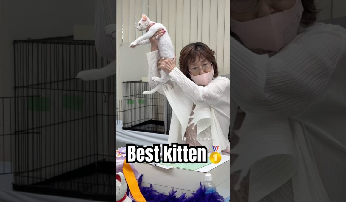 １位🥇 #デボンレックス #cfaキャットショー #cfa #devonrex #catshow #キャットショー #でぼんれっくす #愛知県 #ブルーアイ #goldenrex #shorts