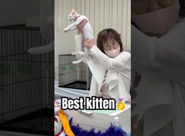 １位🥇 #デボンレックス #cfaキャットショー #cfa #devonrex #catshow #キャットショー #でぼんれっくす #愛知県 #ブルーアイ #goldenrex #shorts