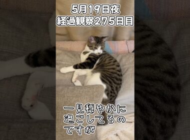 ハルのFIP闘病記 投薬治療終了! 経過観察275日目 #shorts #猫 #子猫