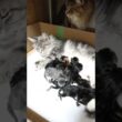 生後2日ノートさんのメインクーン赤ちゃん達