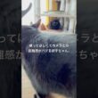 自己アピール #cat #にゃんグラム #猫のいる暮らし #猫好きさんと繋がりたい #ボンベイ #黒猫