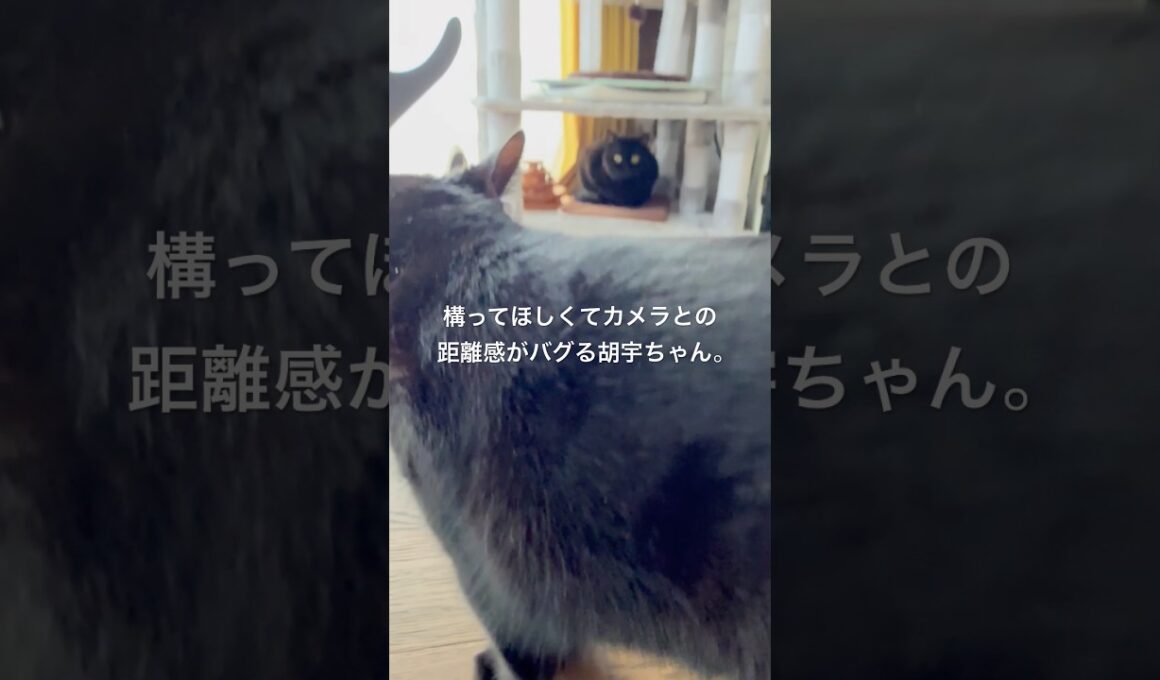 自己アピール #cat #にゃんグラム #猫のいる暮らし #猫好きさんと繋がりたい #ボンベイ #黒猫