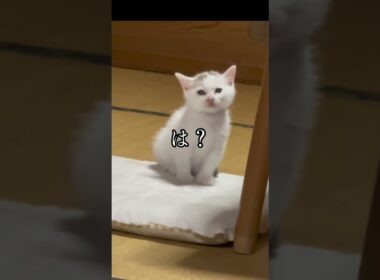6日目の夜【川で助けた子猫】うとうと・・・眠すぎ・・コテン「あ？」
