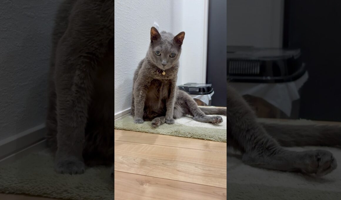 20260730 #shorts #cat #ロシアンブルー #猫