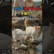 真夏のトルコで、2匹の子猫が泳ぎ始めた｜ターキッシュバン #猫 #猫雑学 #shorts #猫のいる暮らし