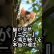 猫が突然『ニャー』と鳴き続ける本当の理由