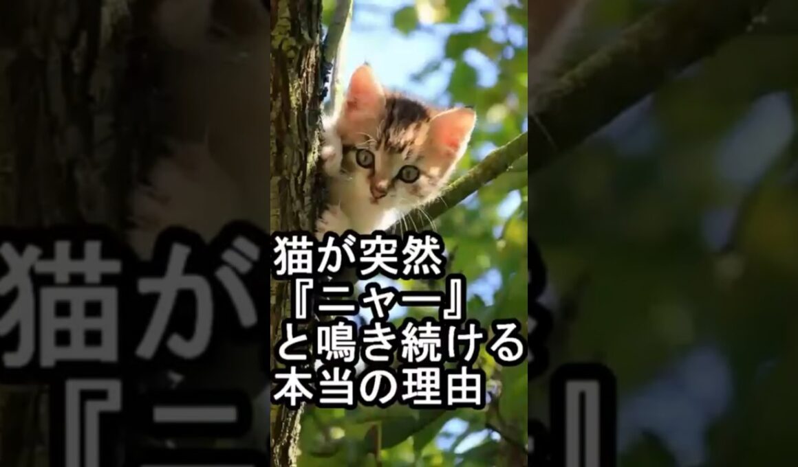 猫が突然『ニャー』と鳴き続ける本当の理由